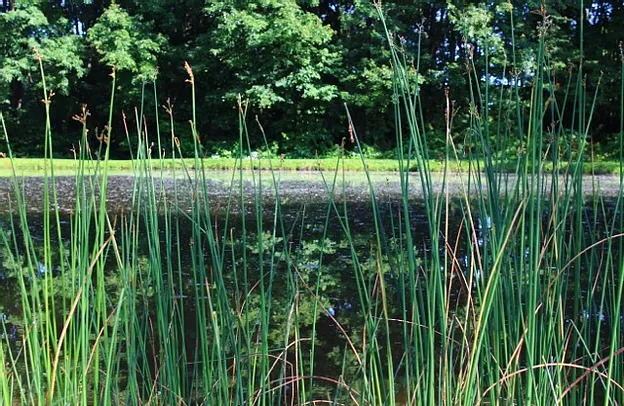 Birchview Farm Campground