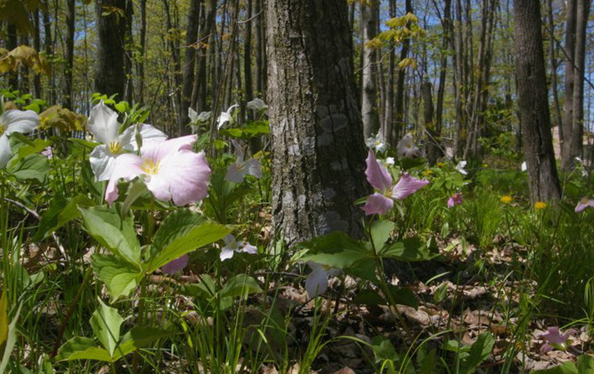 Baileys Woods Campground, Baileys Harbor, Wisconsin