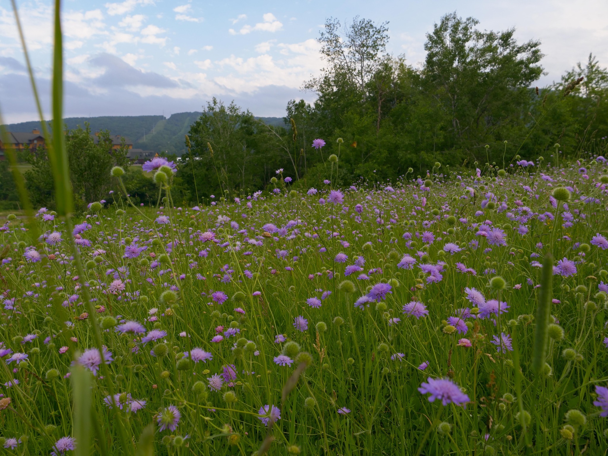 Greek Peak Mountain Resort Campground, Cortland, New York