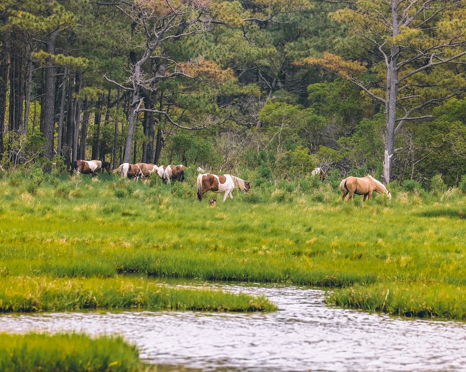 Sun Outdoors Chincoteague Bay