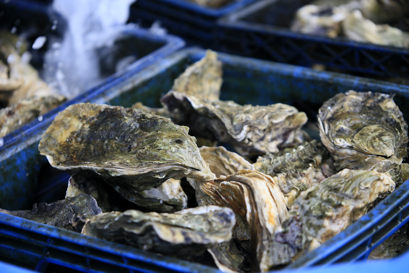 Kelly's Brighton Marina