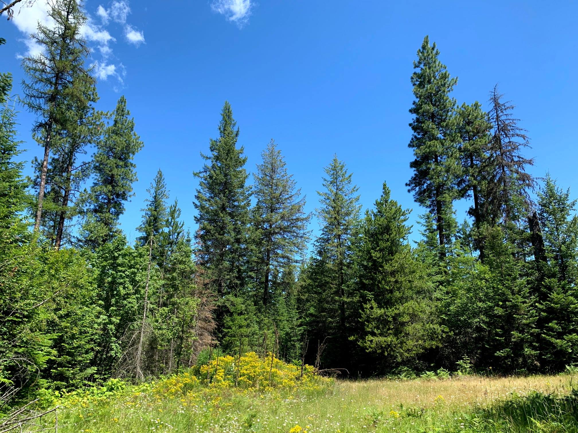 Camp Easton, Harrison, Idaho