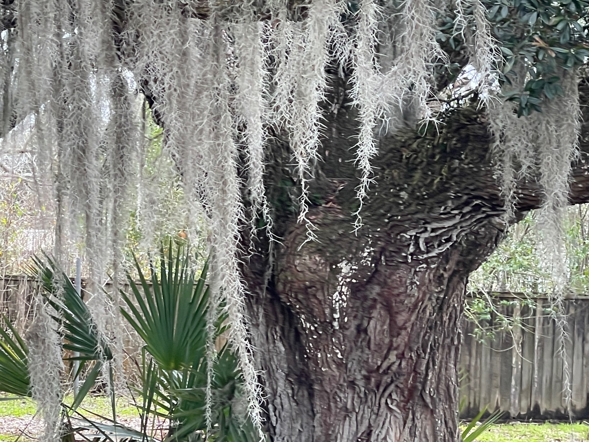 Bayou Black RV Park, Gibson, Louisiana