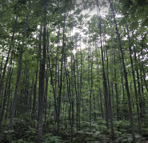Forestville Campground, Marquette, Michigan
