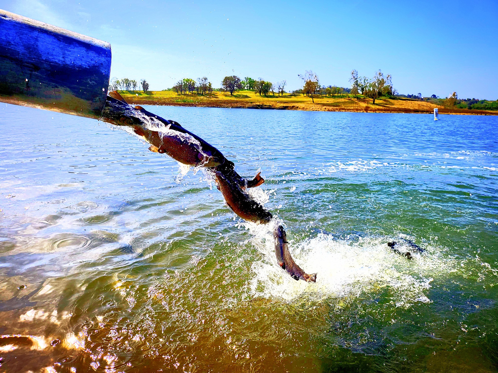 Lake Camanche North Shore