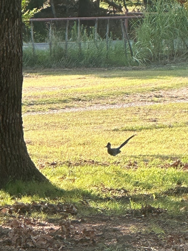 Roadrunner Ranch RV Resort, Marietta, Oklahoma