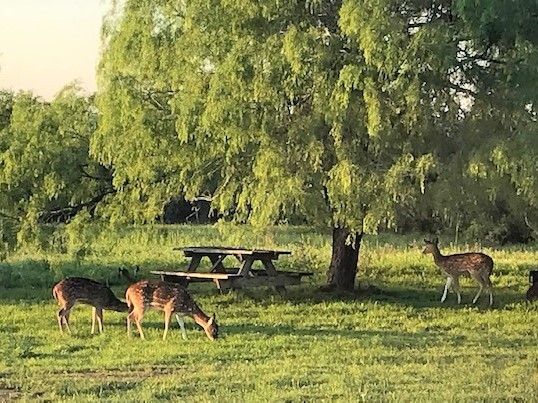 Safari Vista RV Park