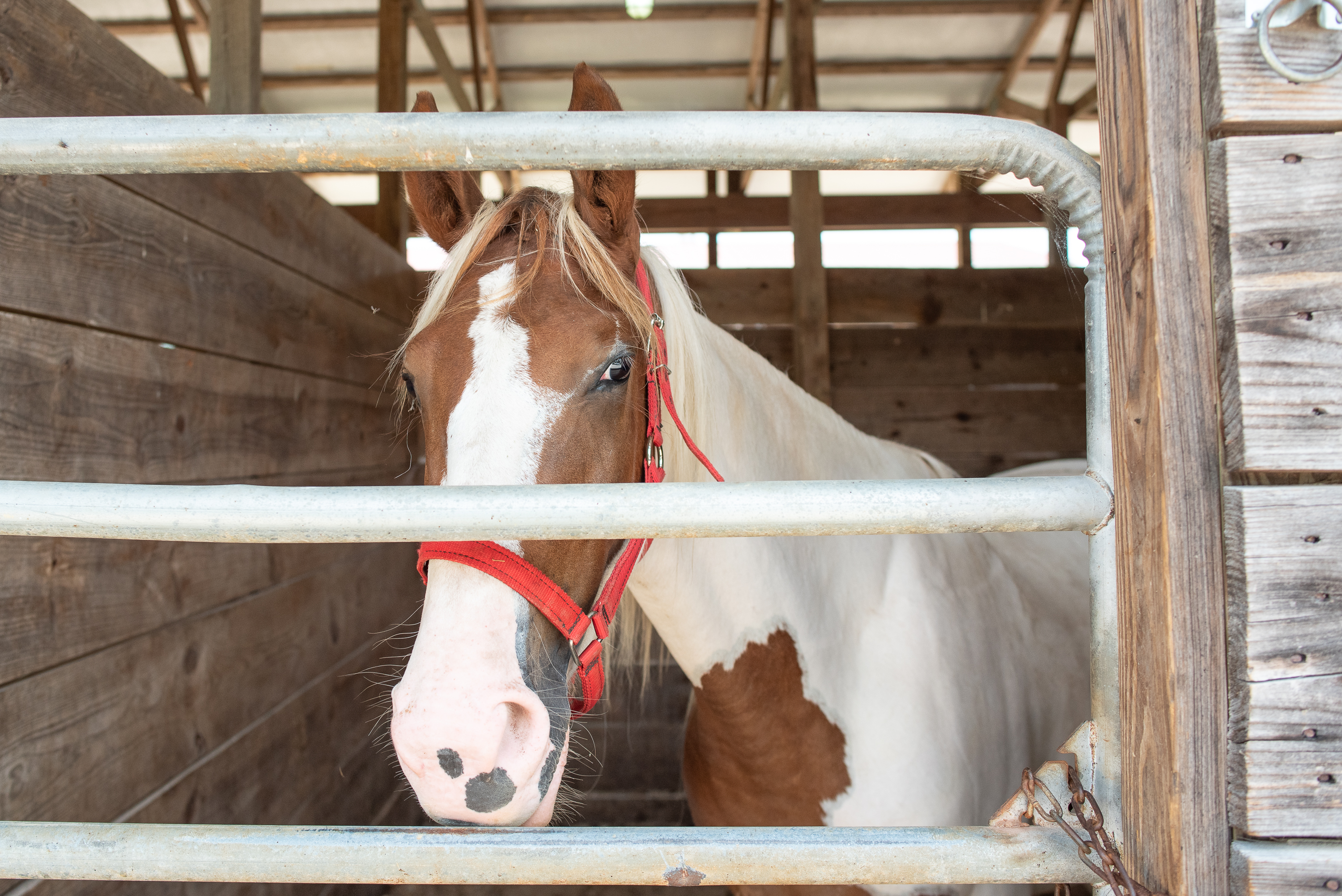 Mammoth Cave Horse Camp