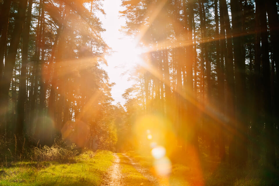 In The Woods Campground