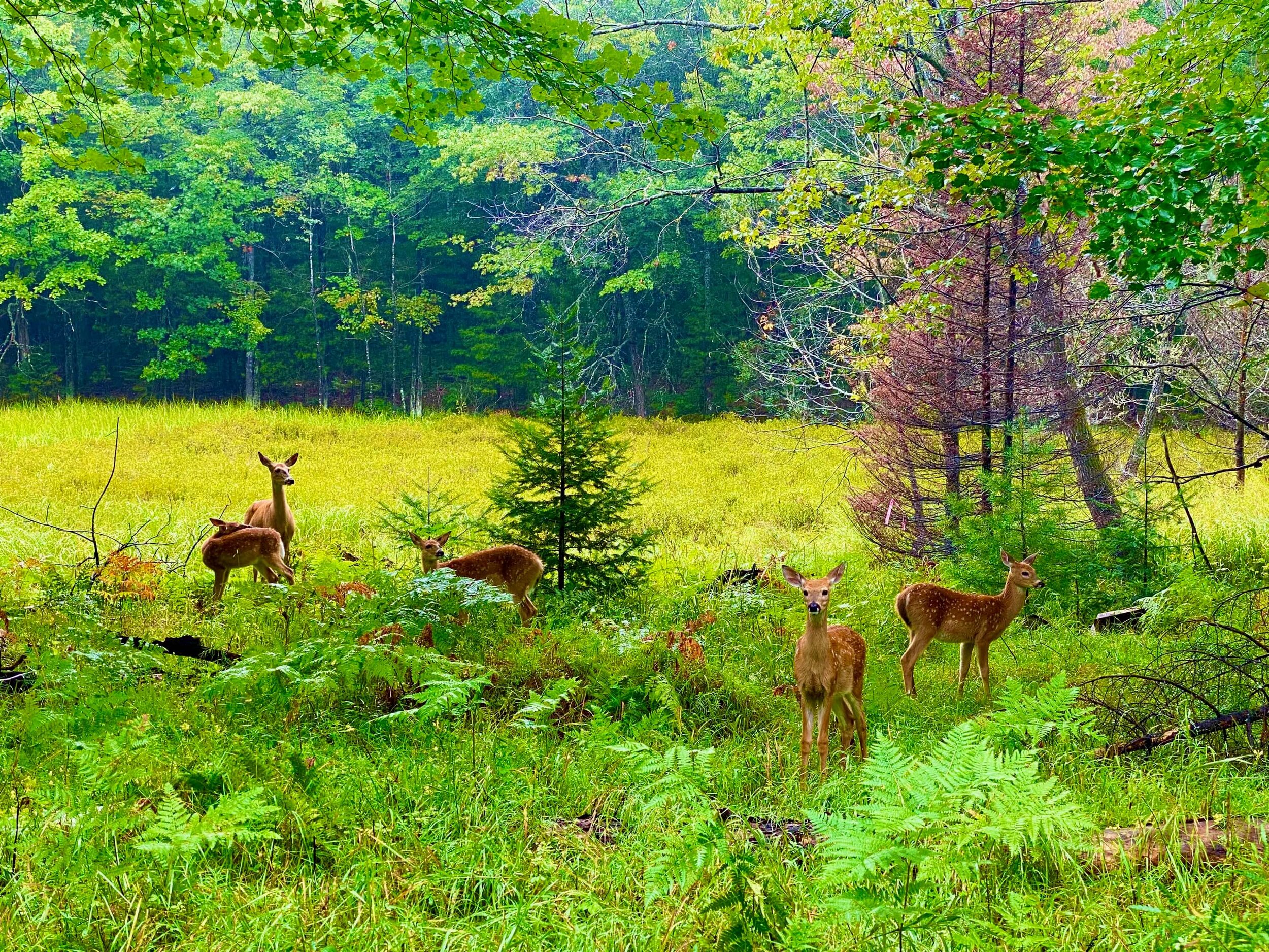 Peaceful Pines Resort