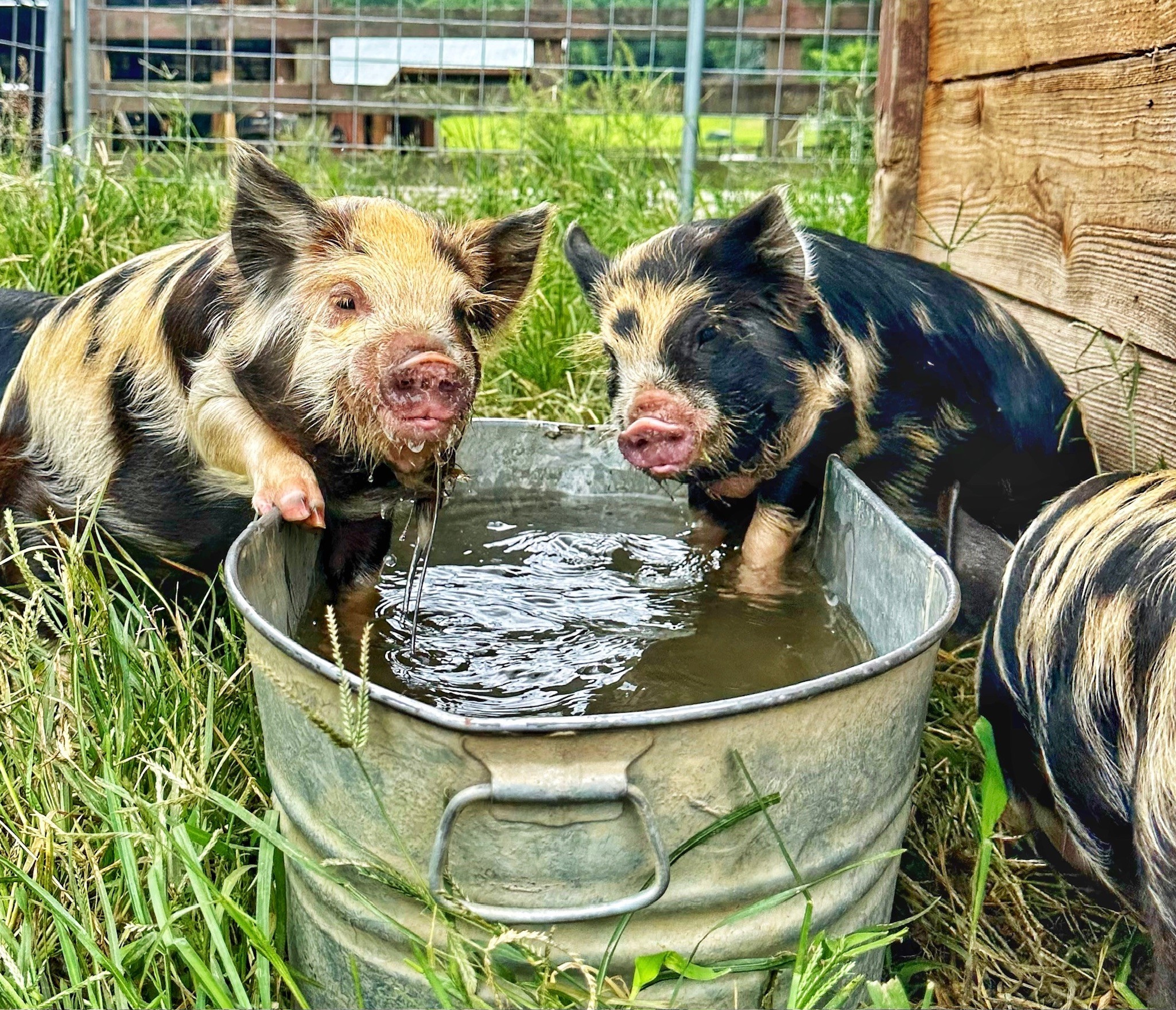 Blue Ridge Ranch, Ferguson, North Carolina