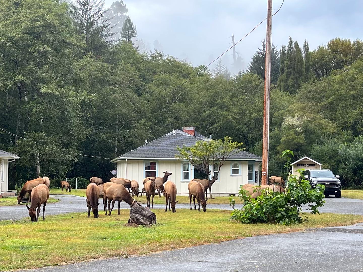 Heart of the Redwoods Cottages & RV