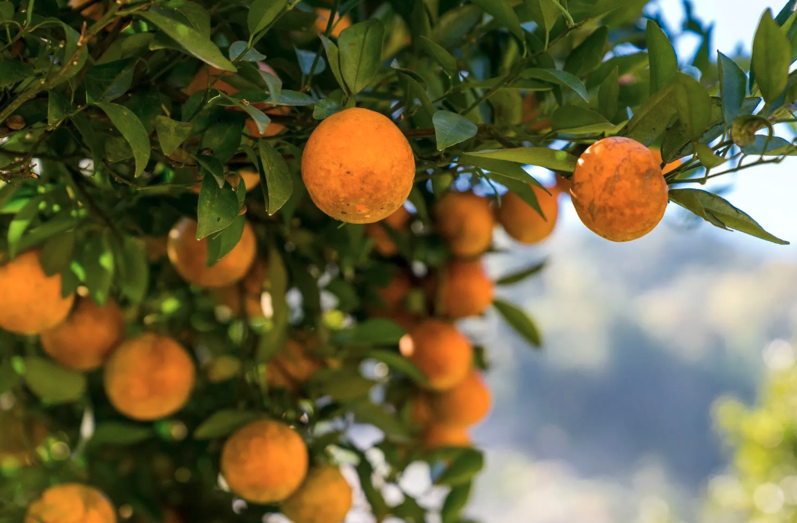 Sunny Pines RV & Mobile Home Park (Age Restricted 55+)