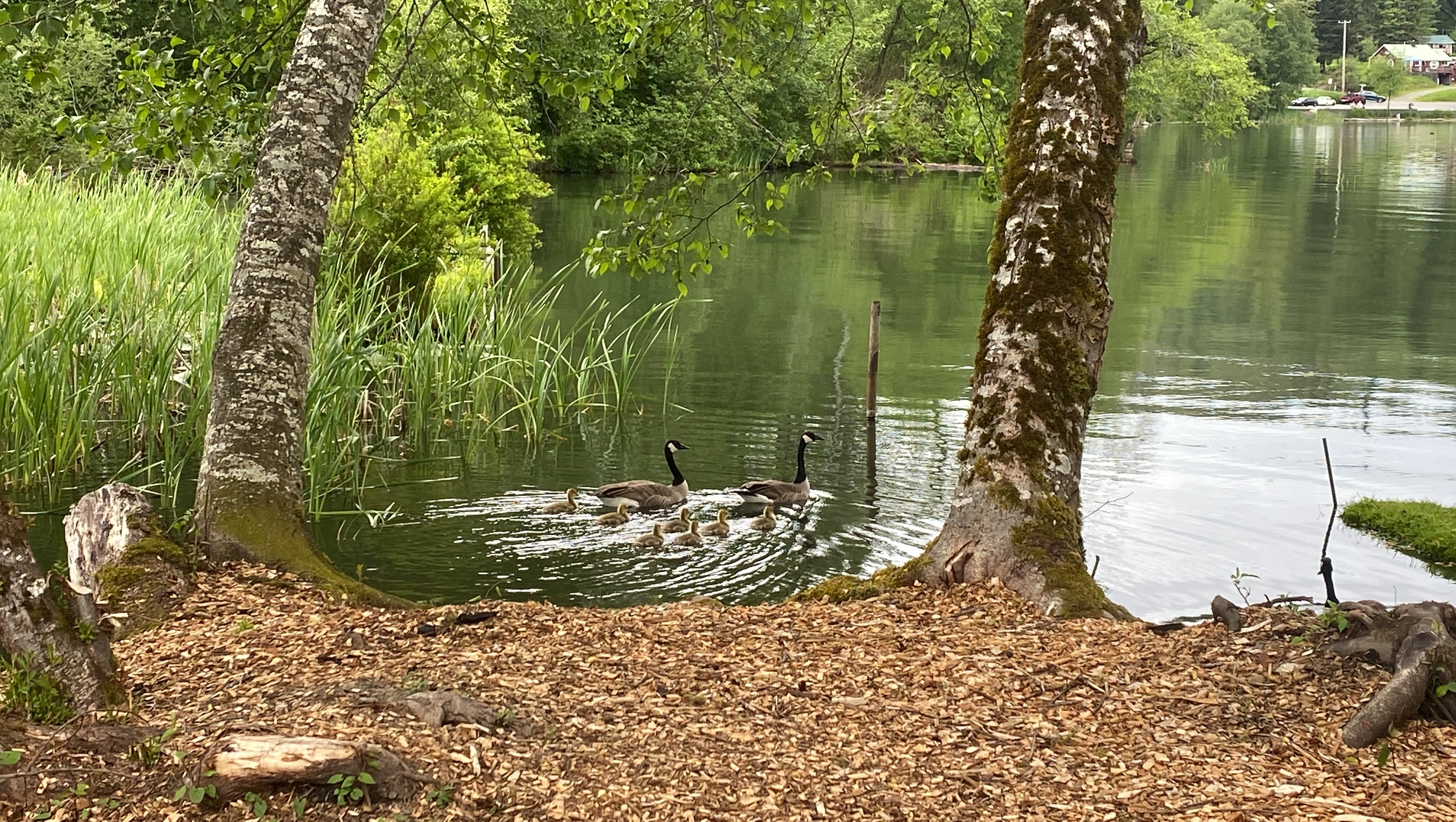 Mineral Lake Lions Den Campground, Mineral, Washington