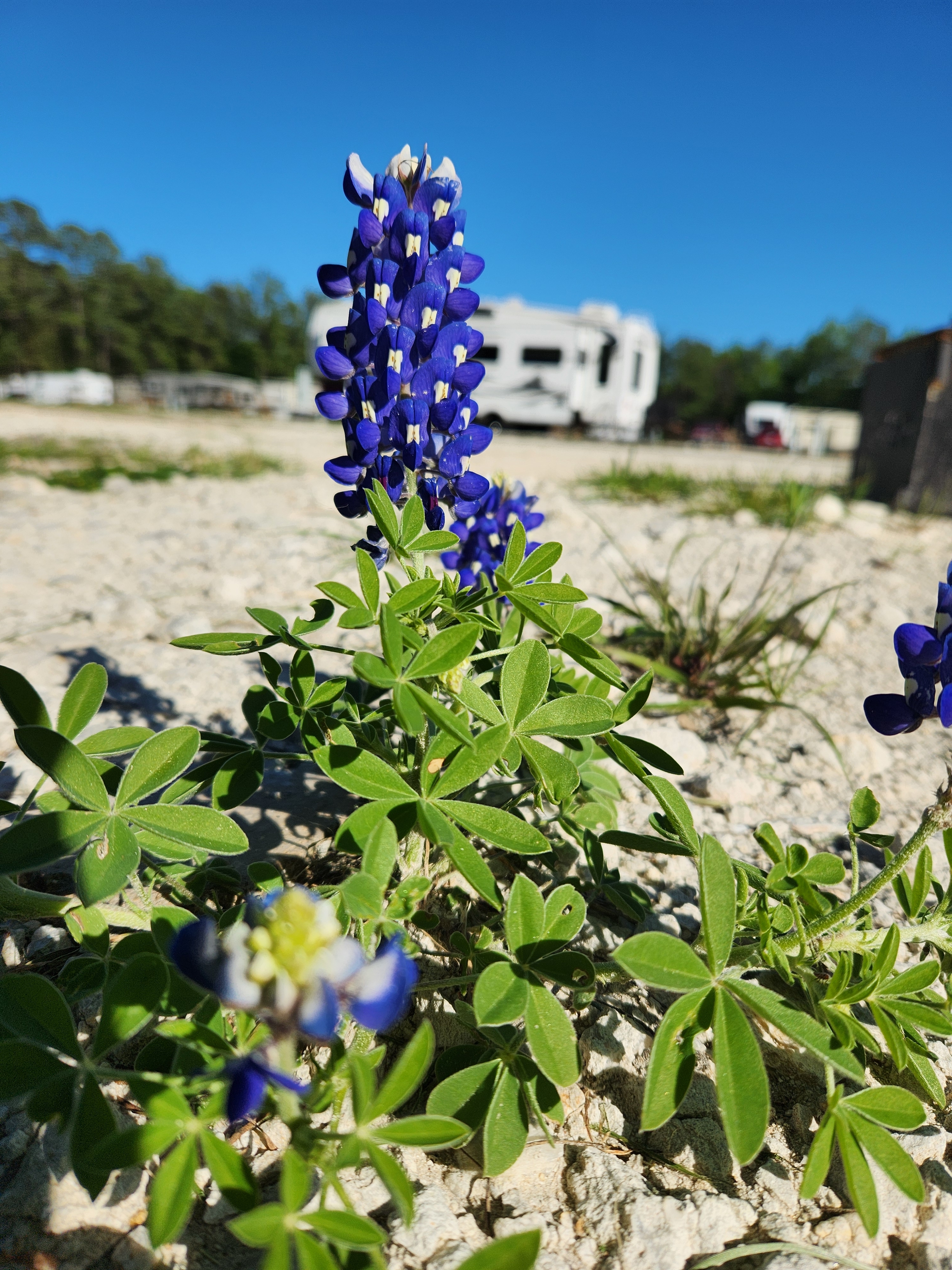 Texas Gold RV Ranch, Palestine, Texas