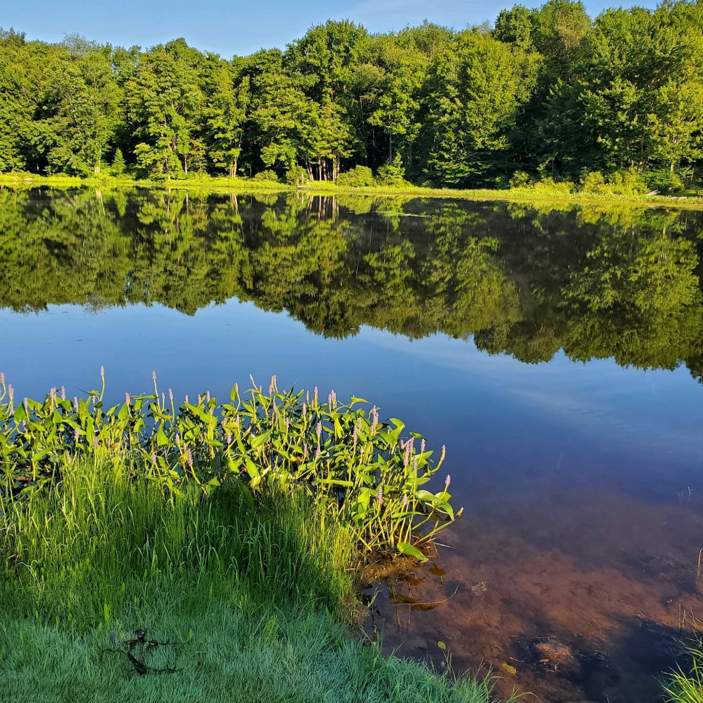 Ponderosa Pines Family Campground