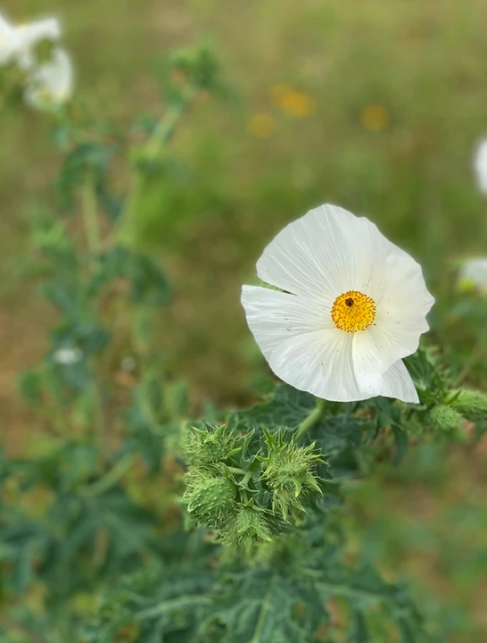 Birthplace of Texas RV Park