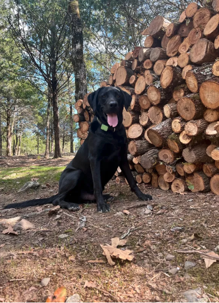 Pine Creek Hideaway Cabins & RV Resort