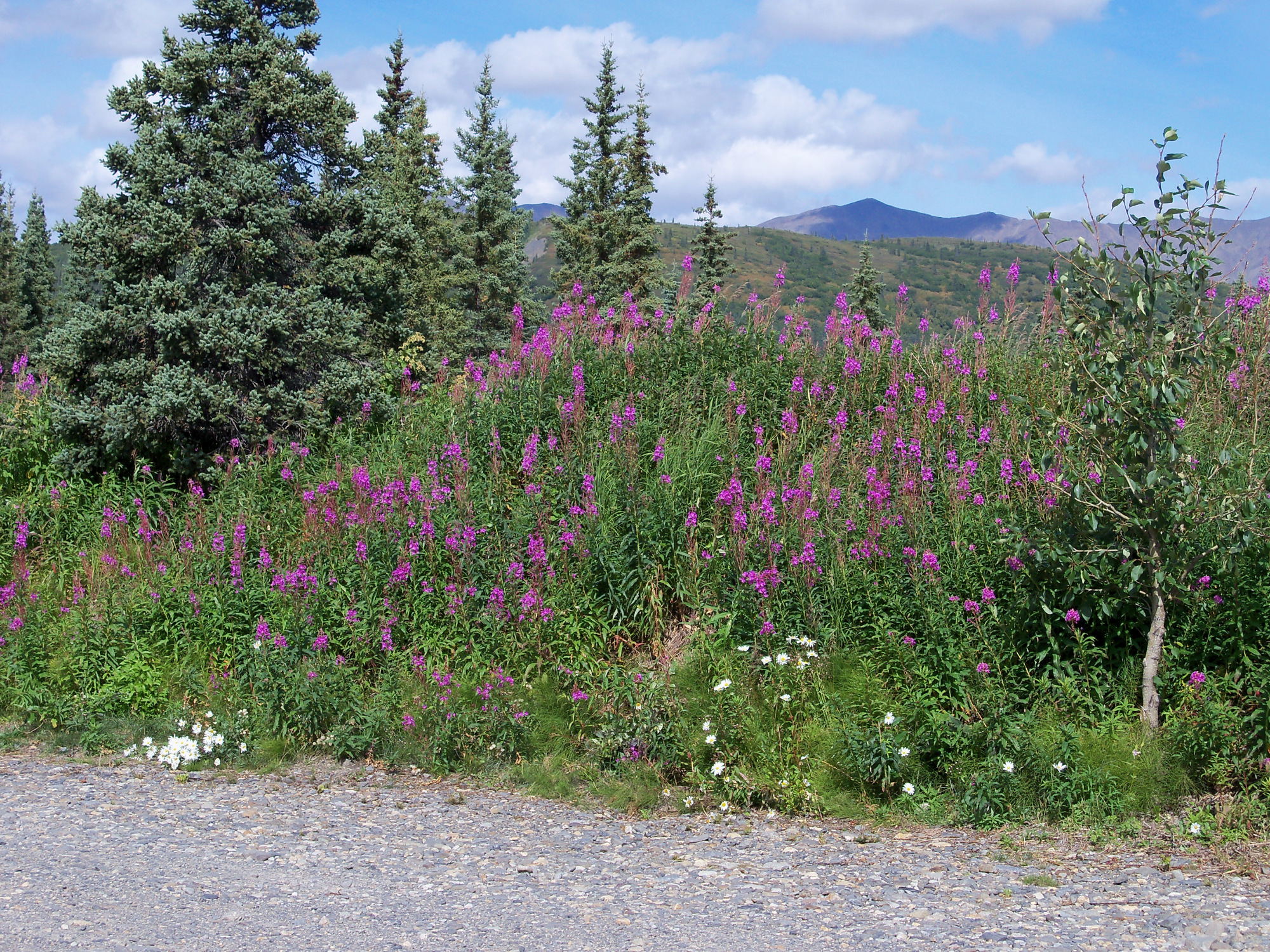 Cantwell RV park, Cantwell, Alaska