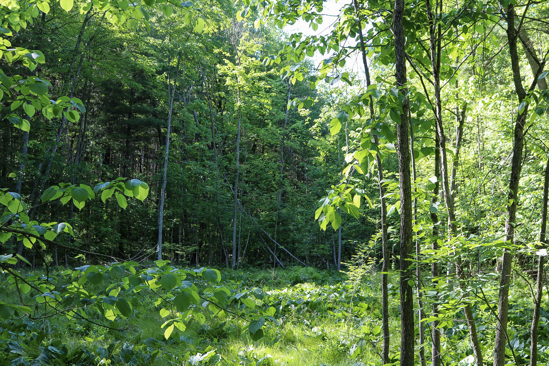 Detach Primitive Campground