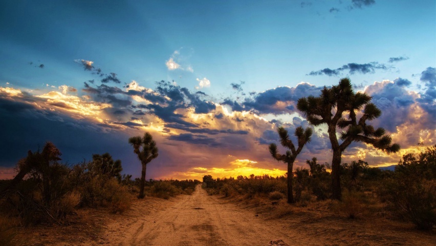 Joshua Tree RV Campground