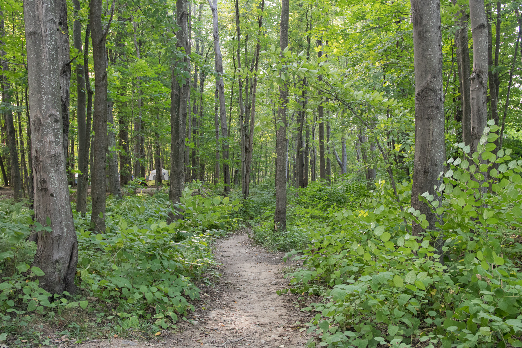 Yogi Bear's Jellystone Park™ Camp-Resort: Glen Ellis
