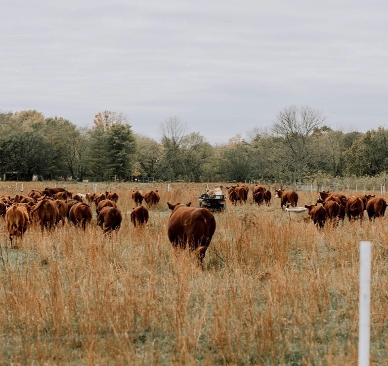 Crossing Creeks Farm