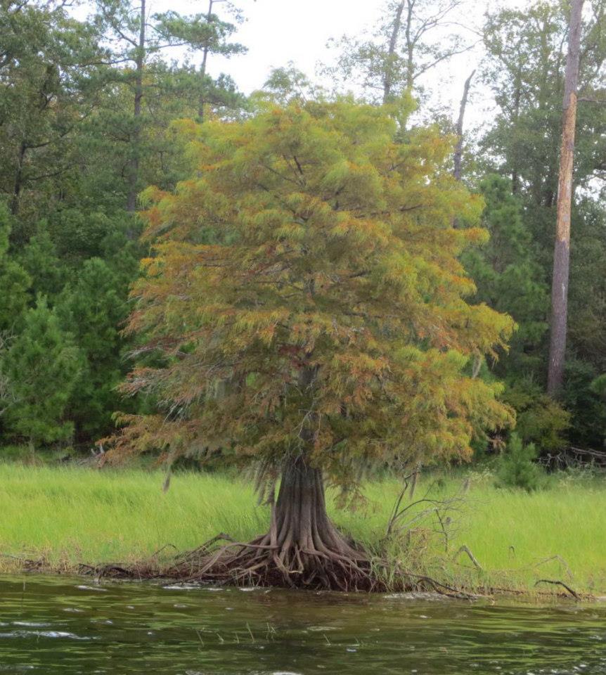 Shirley Creek Marina Campground & RV Park