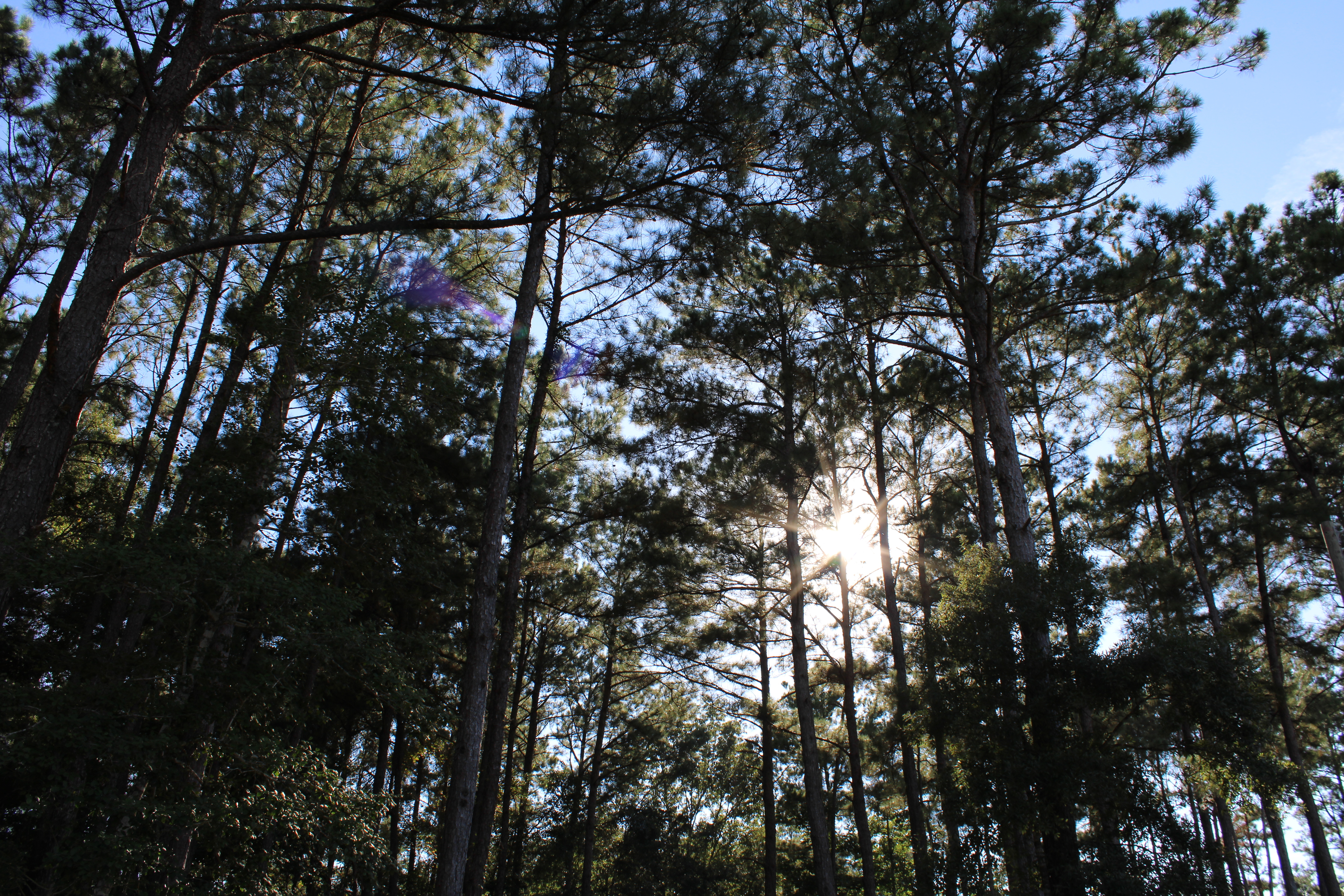 Country Pines RV Park