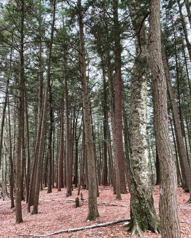 Pine Grove Campground