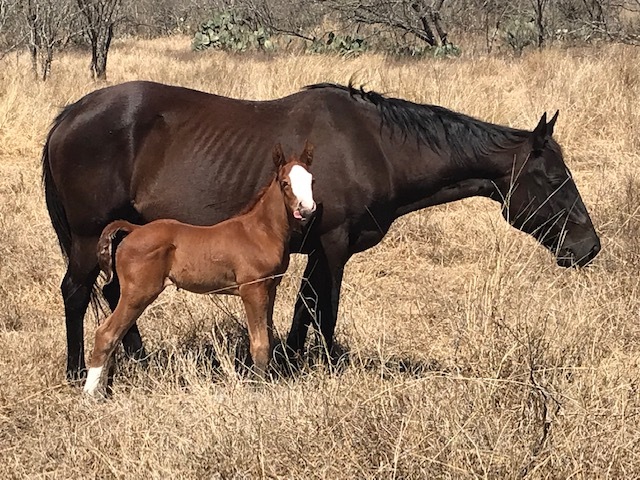Safari Vista RV Park