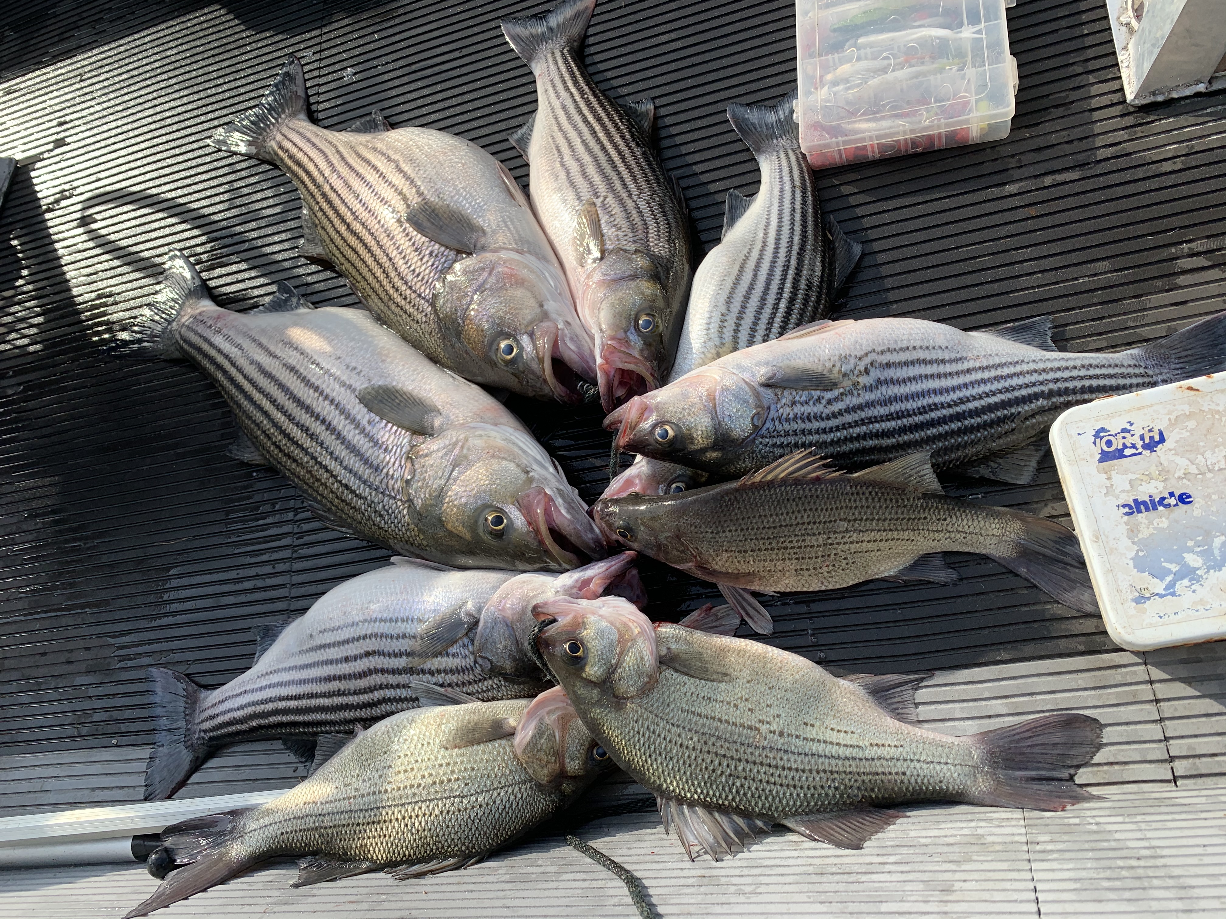 Ed & Bernice's Fish Camp