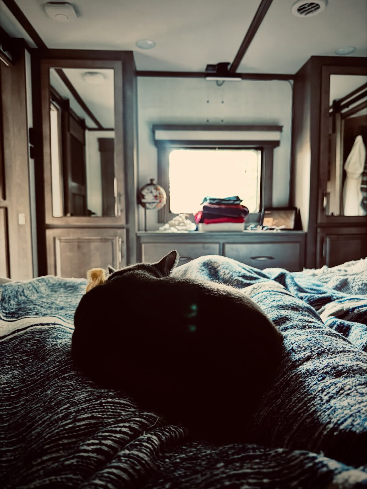 Millie may be the boss of the RV 👑🐾 … but even queens need coverage.

That’s why House of Highways members get access to pet insurance through our partnership with MetLife—because adventures are better when our copilots are cared for. 🚐✨🐱

#HouseOfHighways #RVLifeWithCats #RoamerLife #PetFriendlyTravel