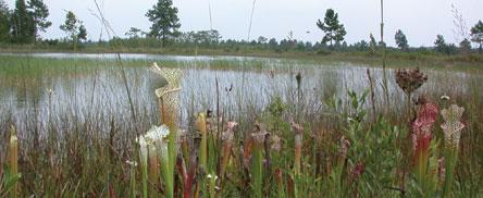 Yellow River Marsh Preserve State Park