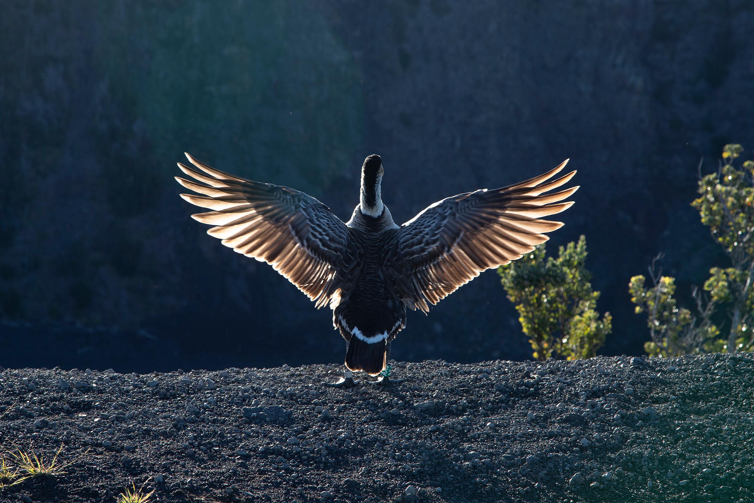 Hawaiʻi Volcanoes National Park