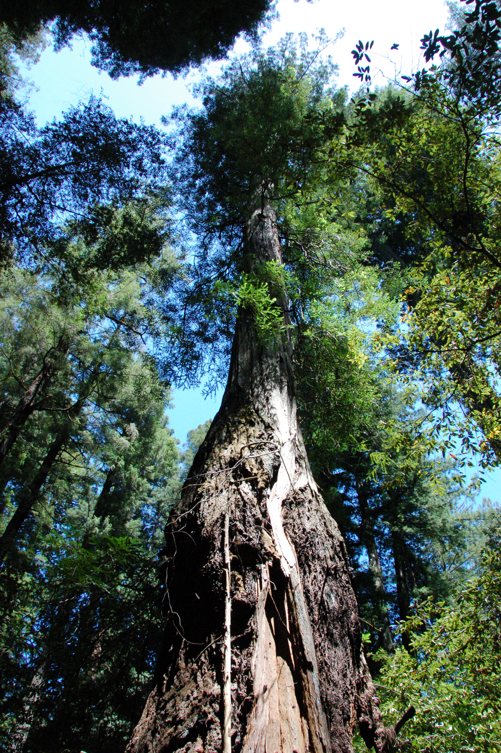 Armstrong Redwoods State Natural Reserve State Park