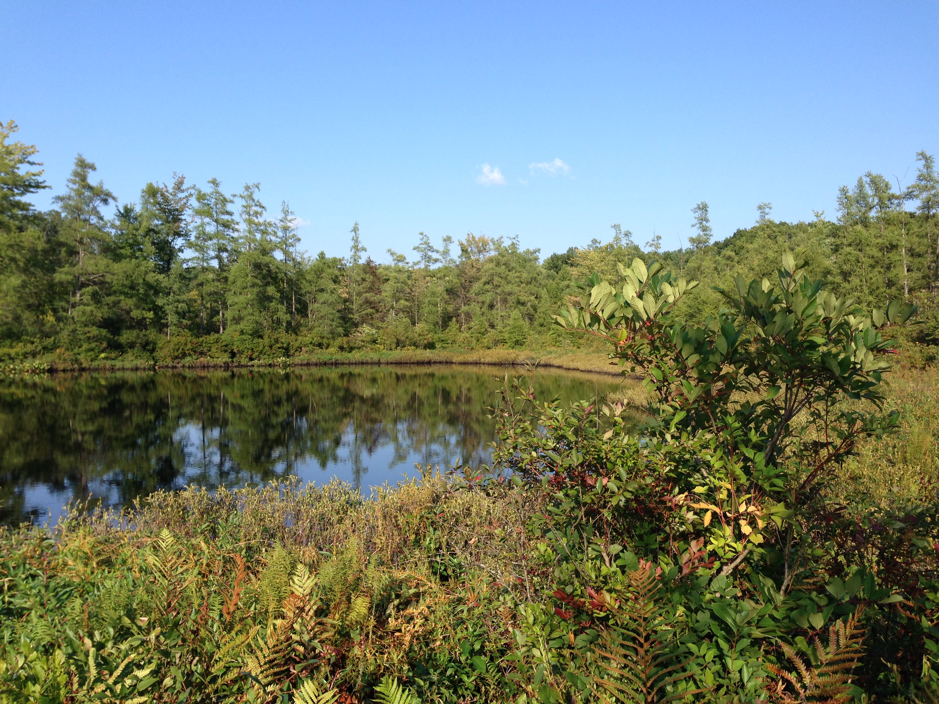 Triangle Lake Bog State Nature Preserve State Park