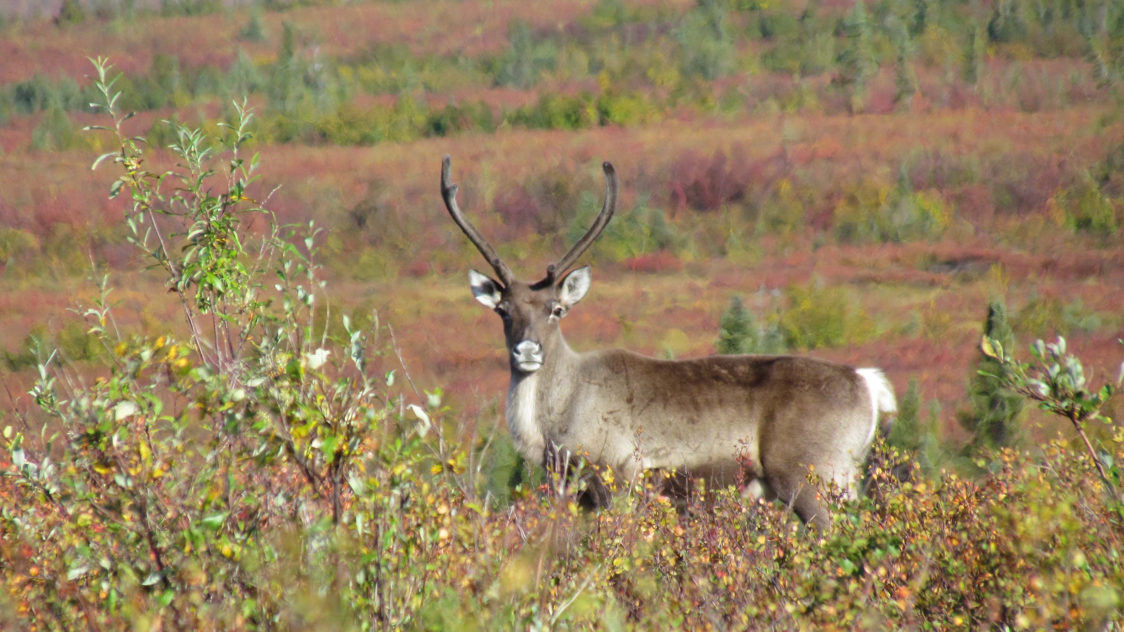 Kobuk Valley National Park