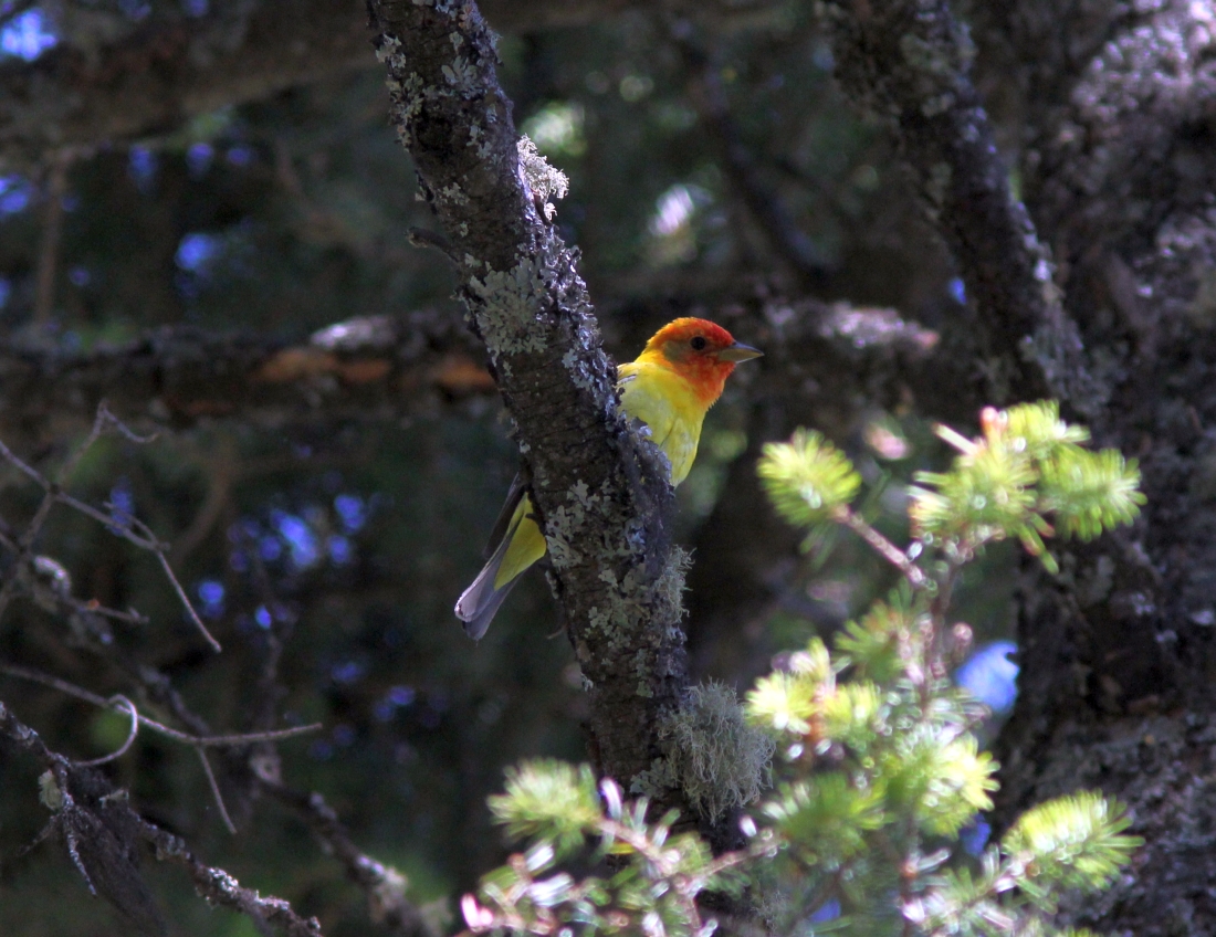 Lone Pine State Park