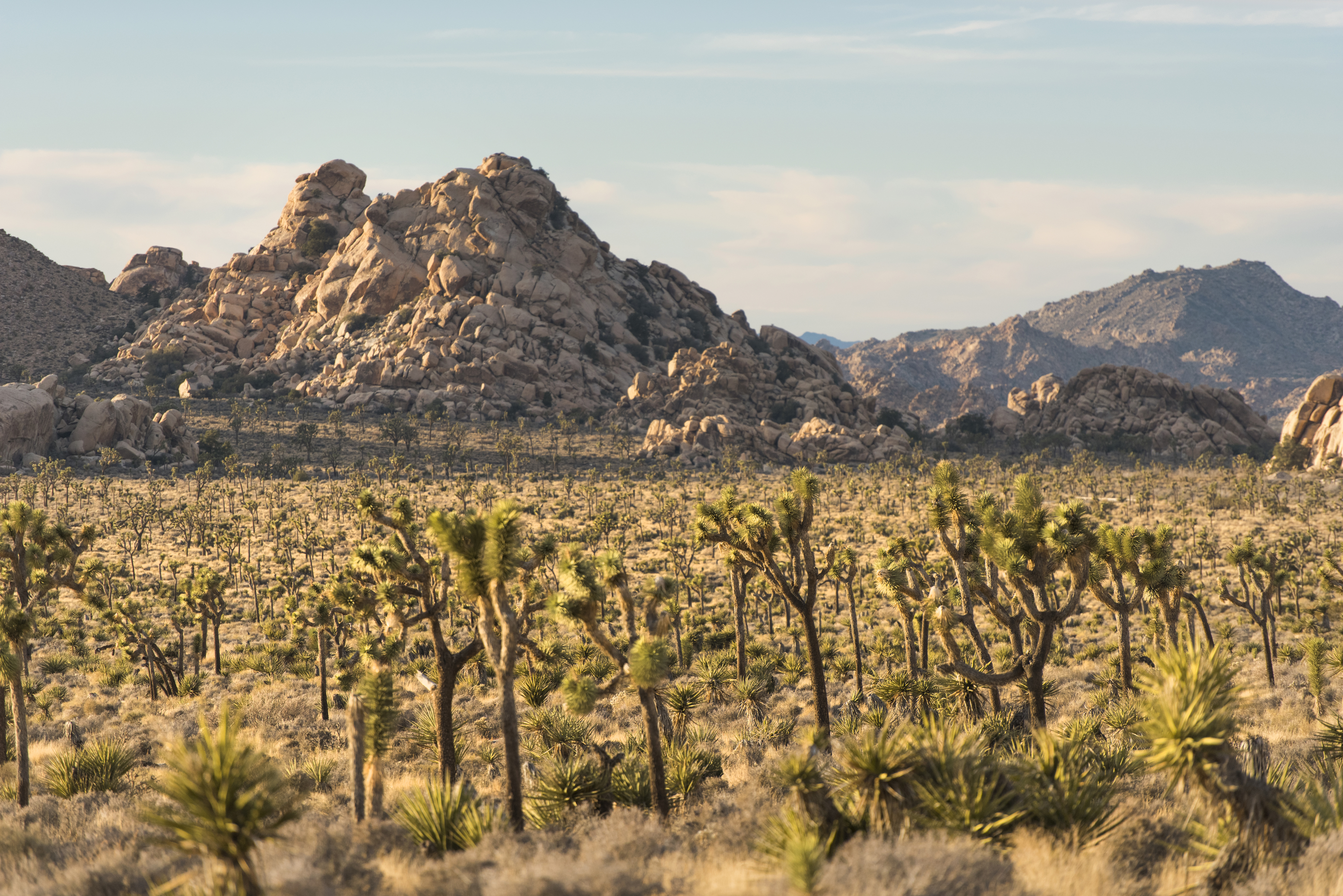Joshua Tree National Park