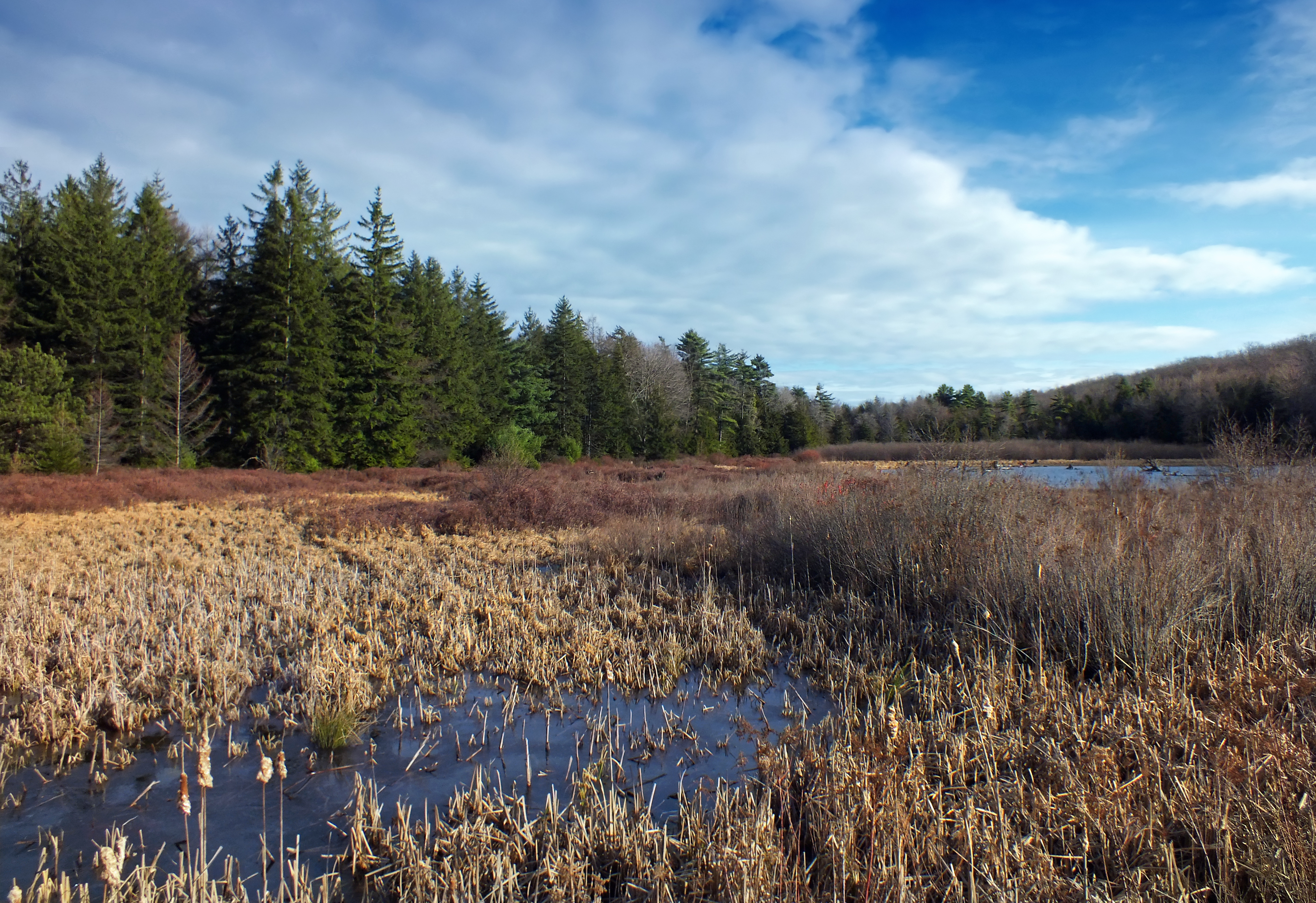 Black Moshannon State Park