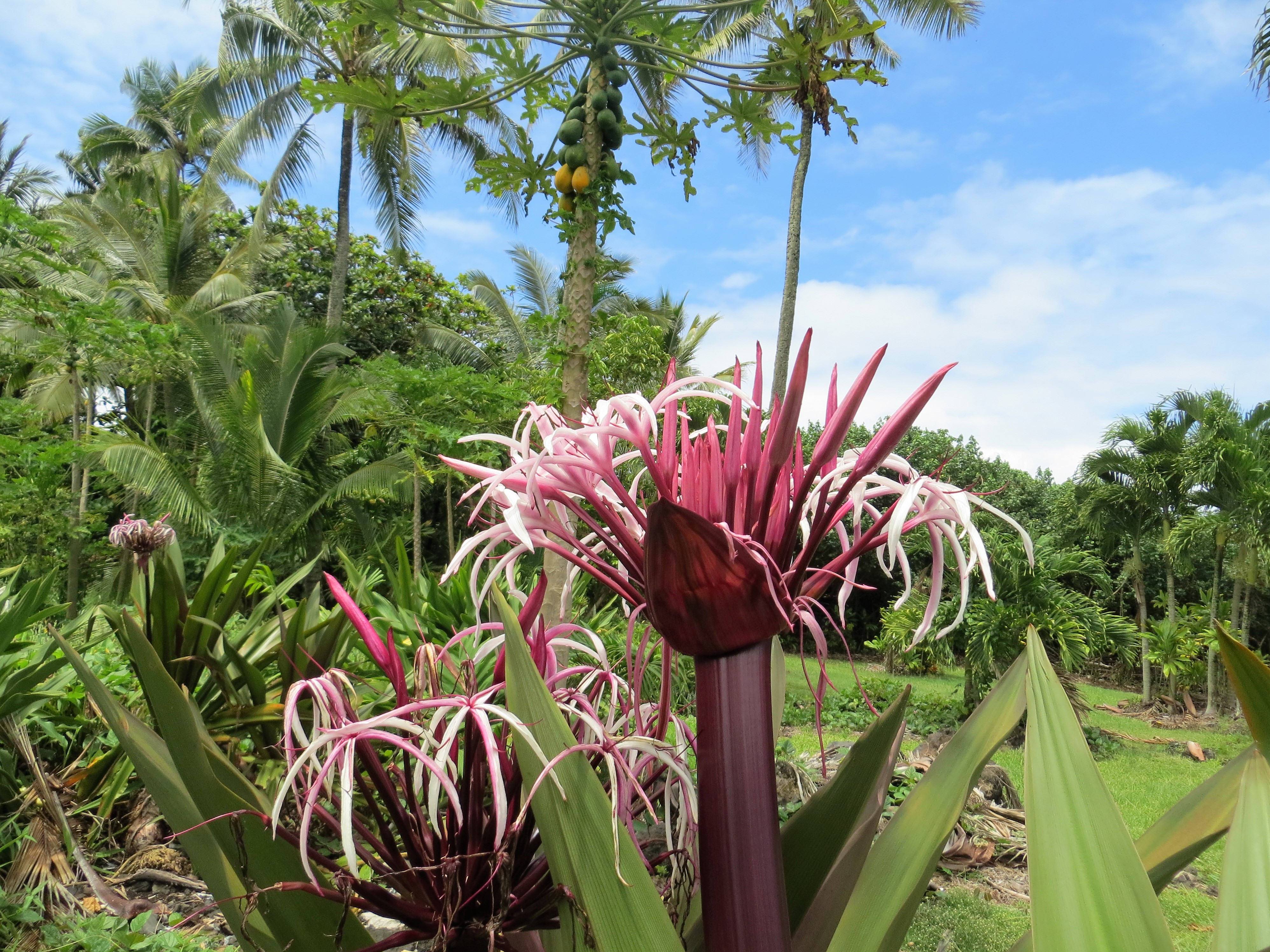 Waiʻanapanapa State Park