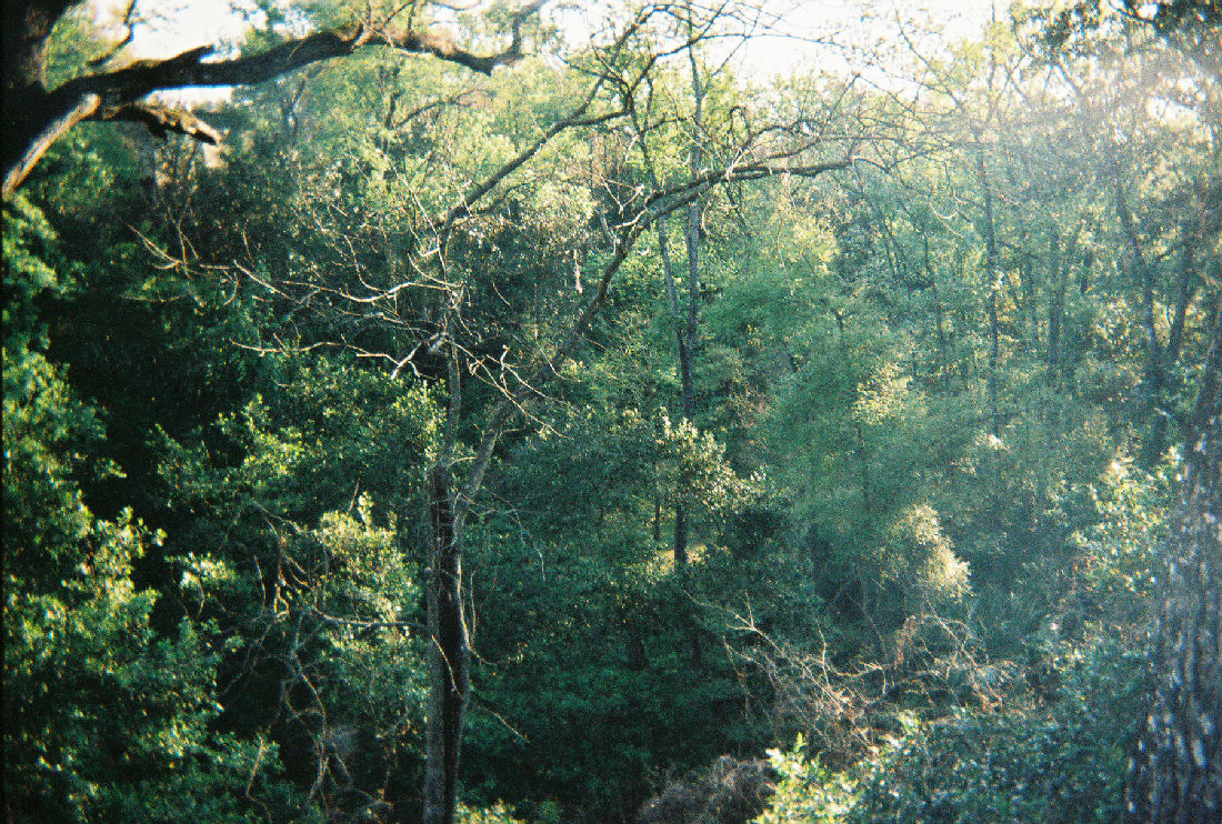 Ravine Gardens State Park