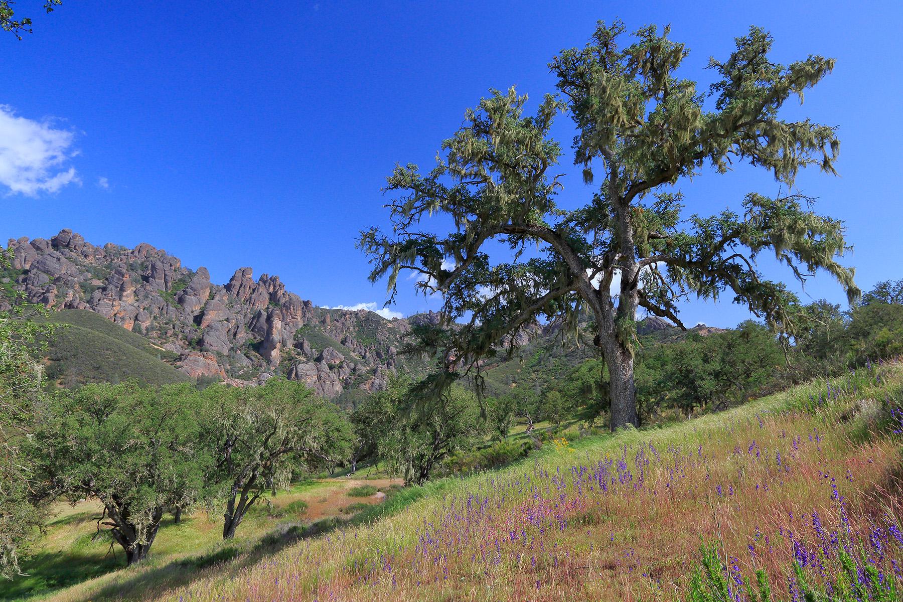 Pinnacles National Park