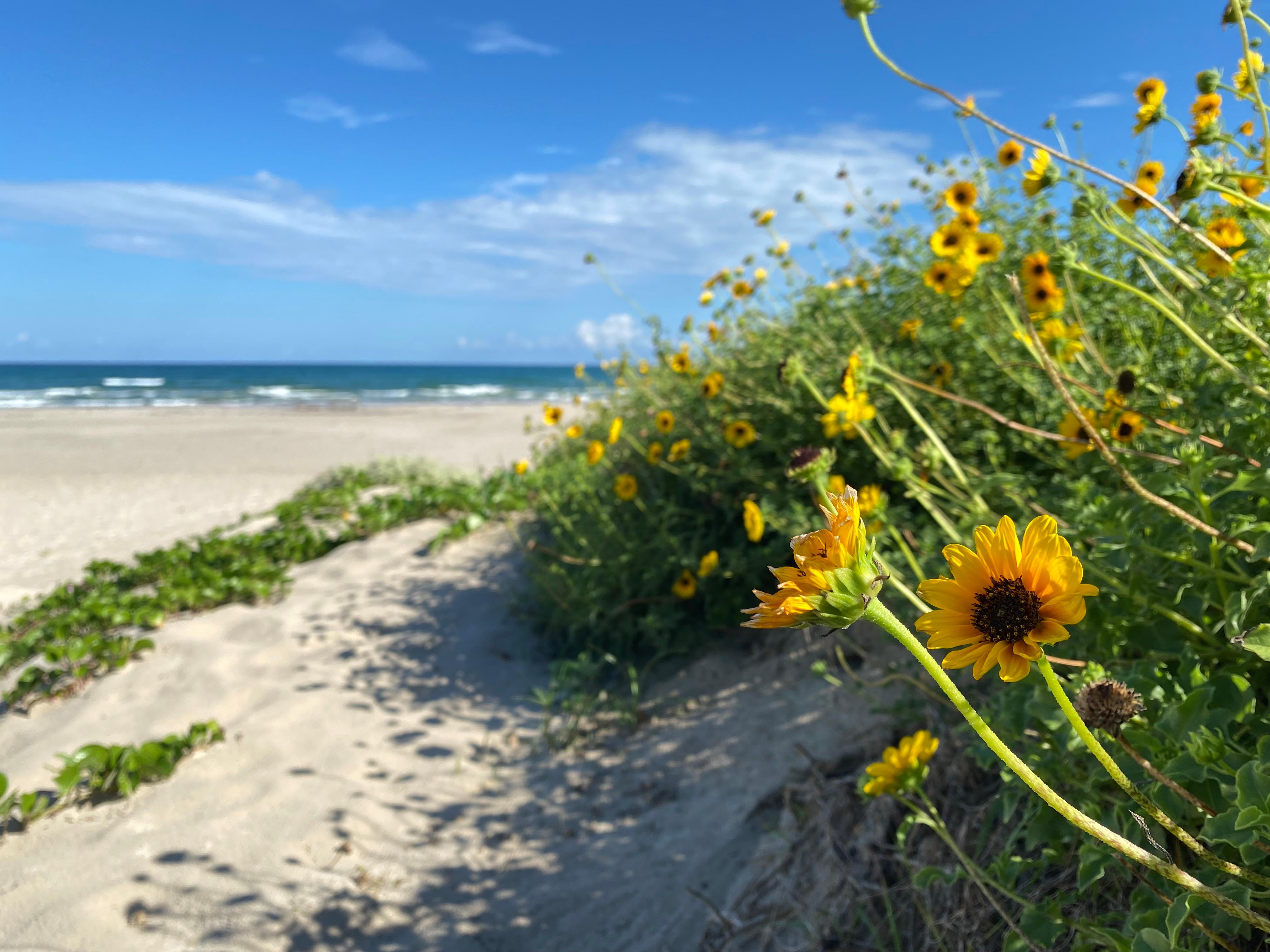 Padre Island National Seashore