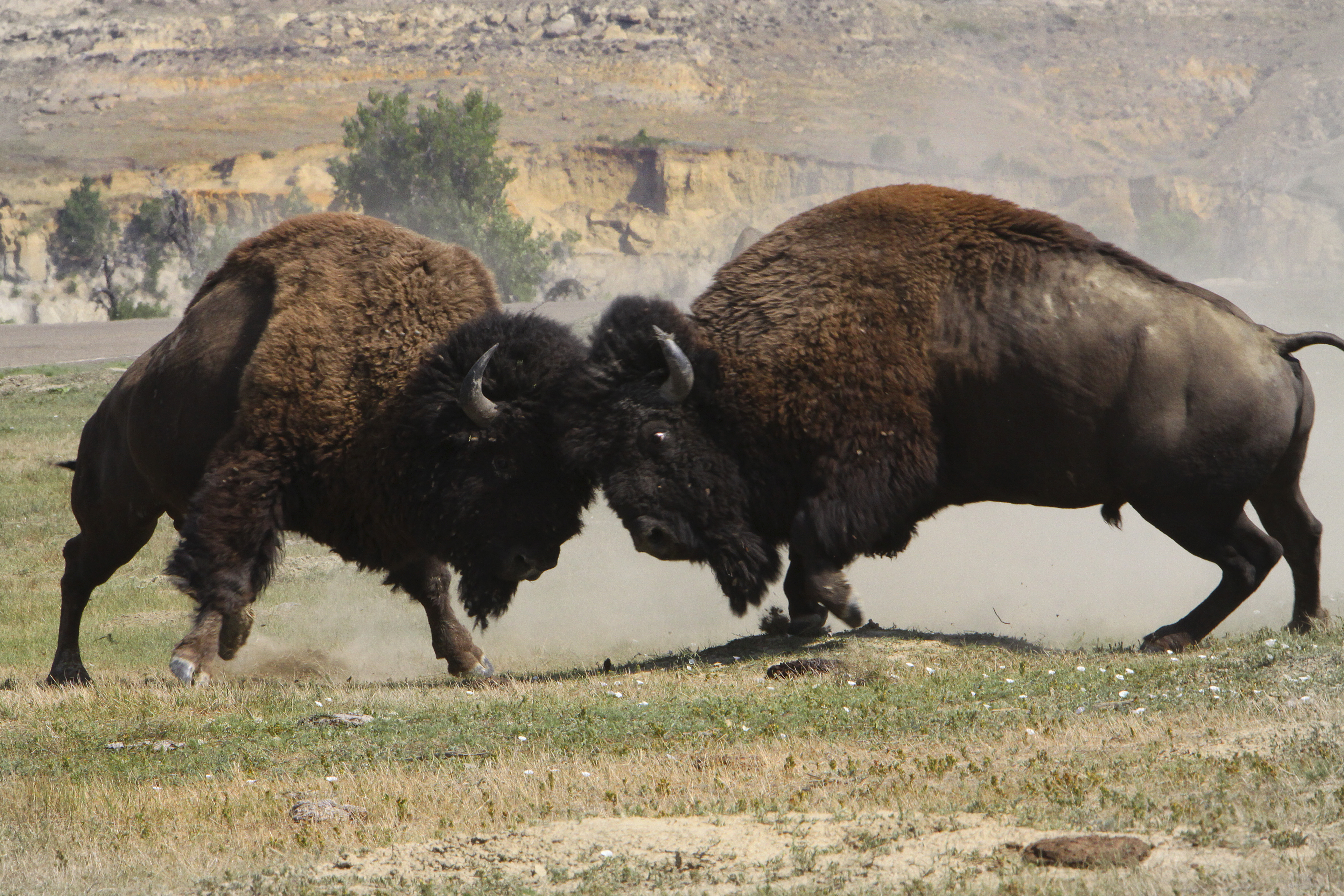 Theodore Roosevelt National Park