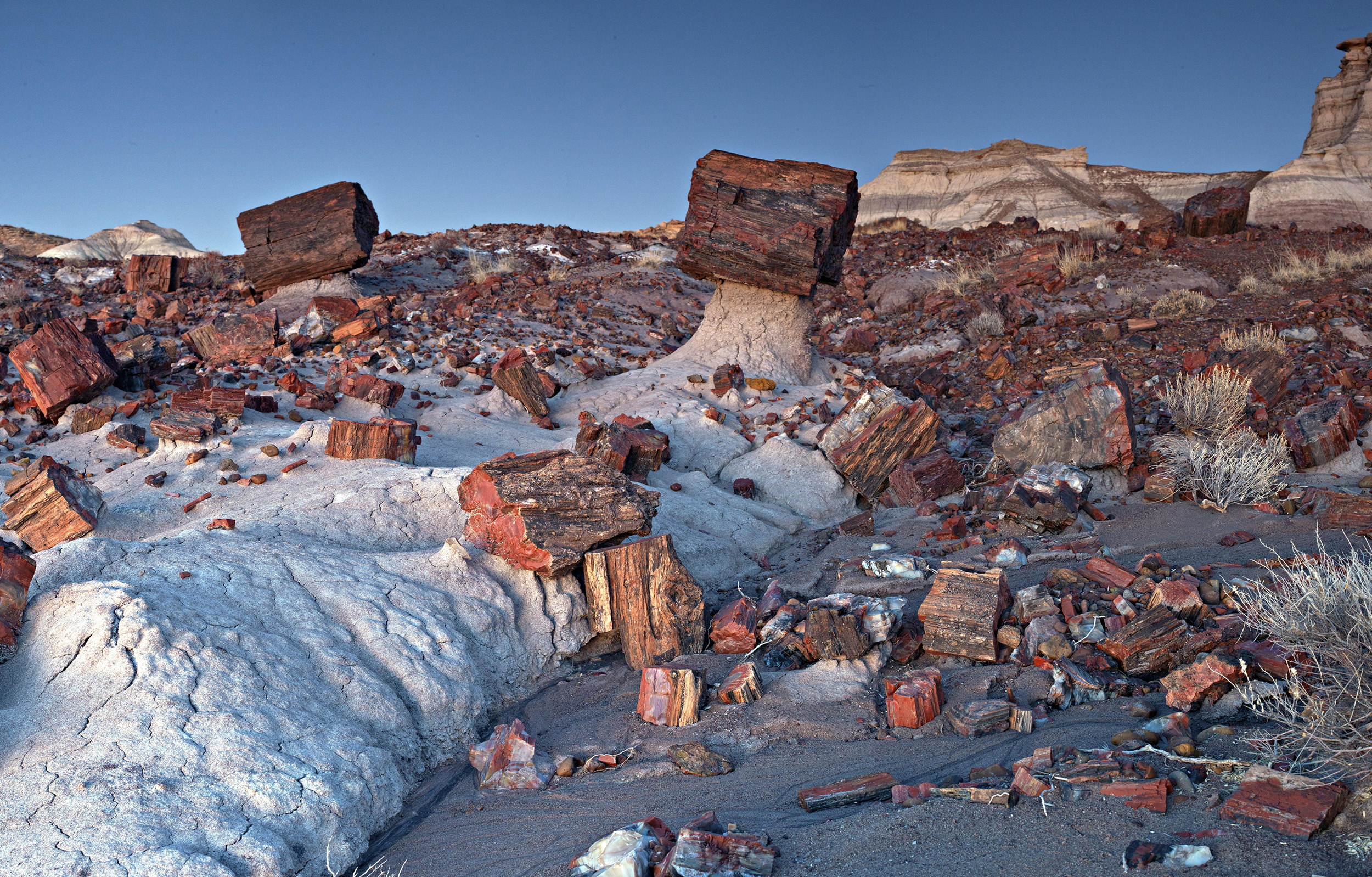 Petrified Forest National Park
