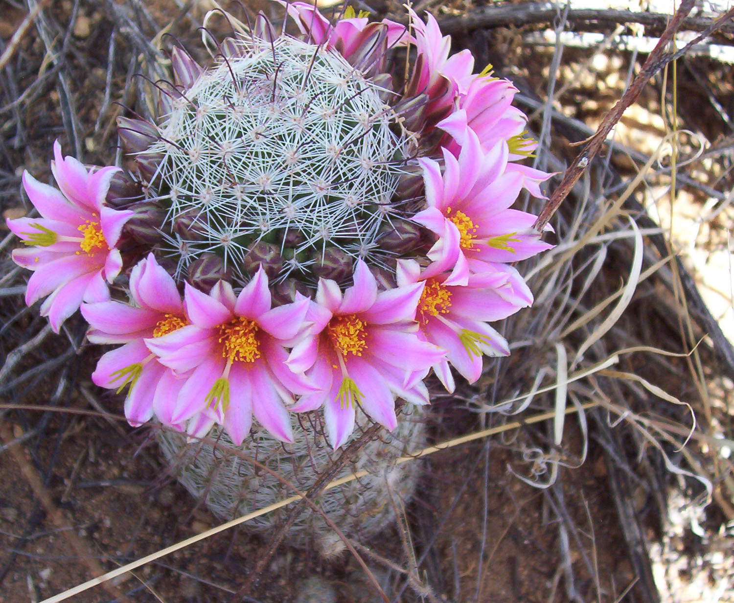 Saguaro National Park