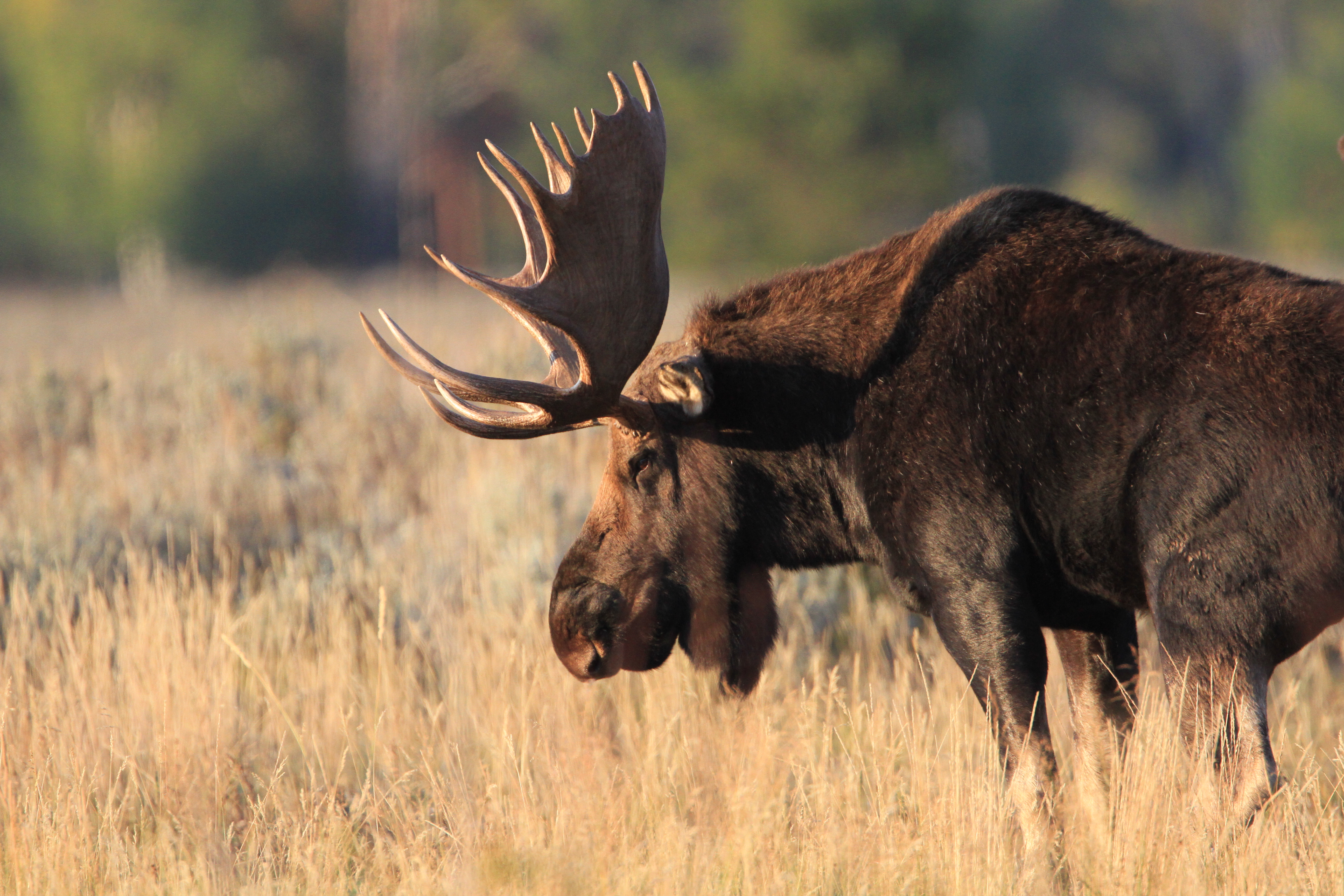 Grand Teton National Park