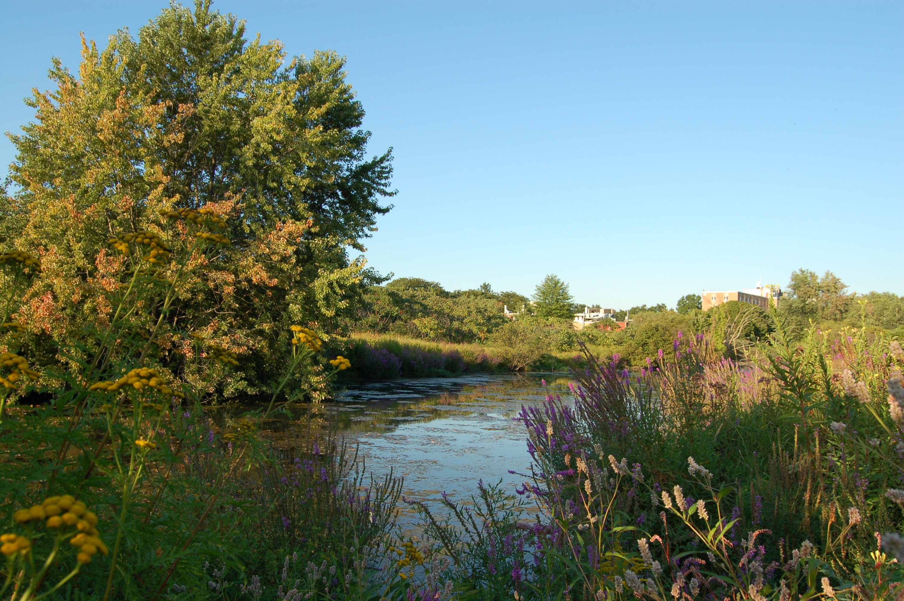Alewife Brook Reservation State Park